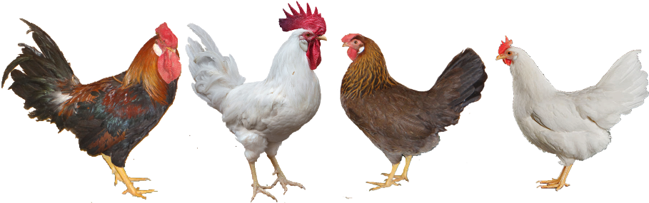 Hatchery Blog - Chicken (920x303), Png Download