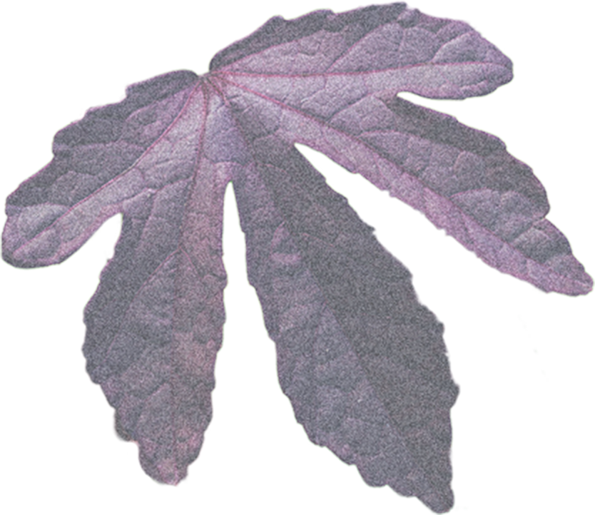 Biological Field - Gambel Oak (834x722), Png Download