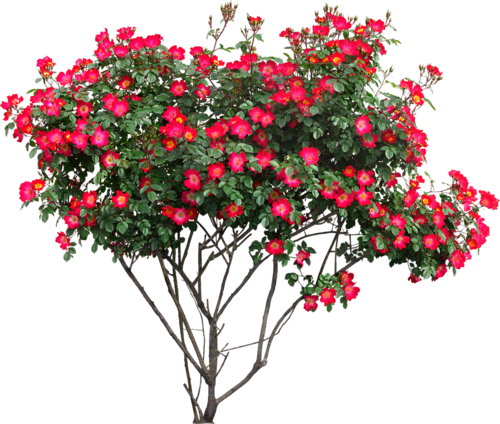 Photoshop Images, Tree Photoshop, Landscape Elements, - Flower Tree Png Hd (500x424), Png Download