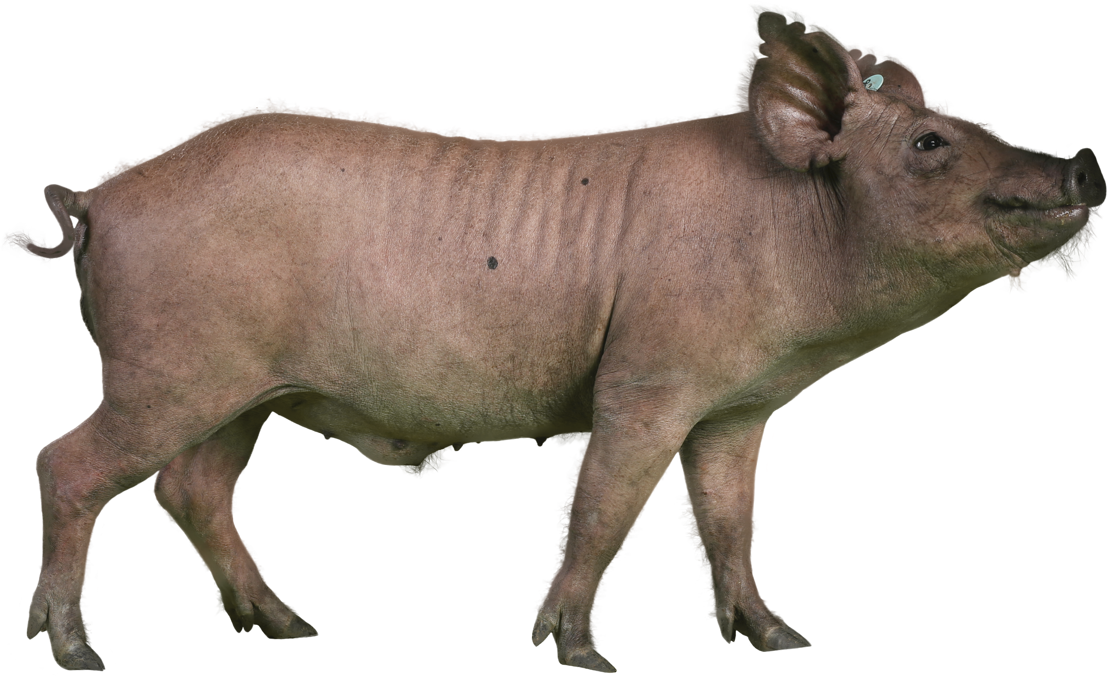 Characteristics - Yucatan Miniature Pig (3904x2352), Png Download