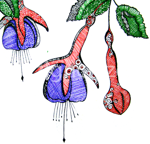 'fuschias' - Fuchsia (500x480), Png Download