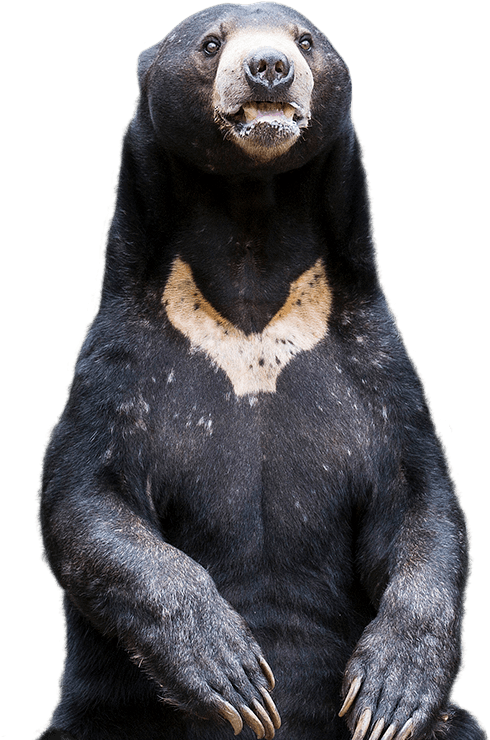 Sun Bear Encounter - Sun Bear Png (515x739), Png Download