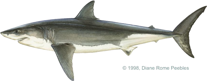 Tiburon Blanco Real Png (720x313), Png Download