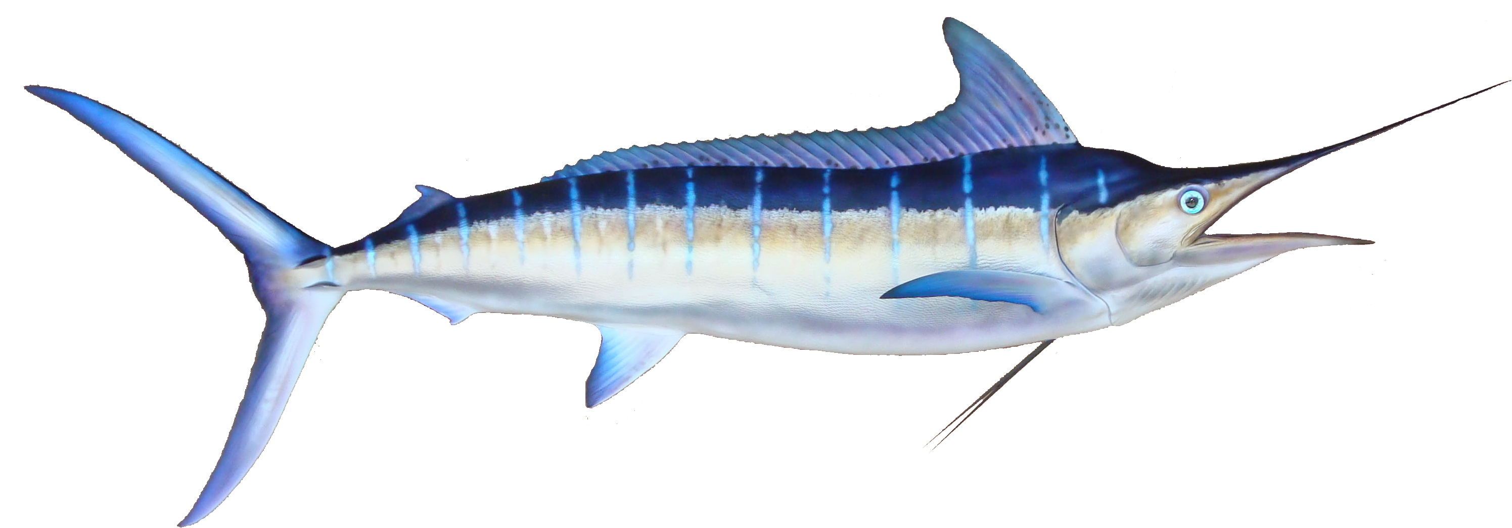 Striped Marlin, Oahu, Hawaii - Black Marlin Fish (3008x1084), Png Download