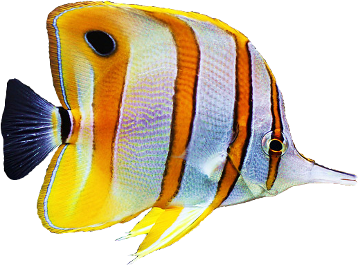 Copperband Butterfly Fish - Copperband Butterfly Fish Png (708x400), Png Download
