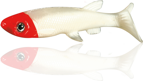 Fish (800x400), Png Download