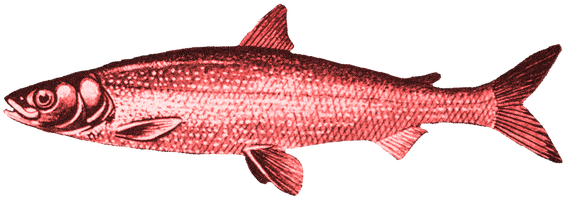 Real Or A Red Herring What Should Banks Think Of The - Red Herring No Background (602x240), Png Download