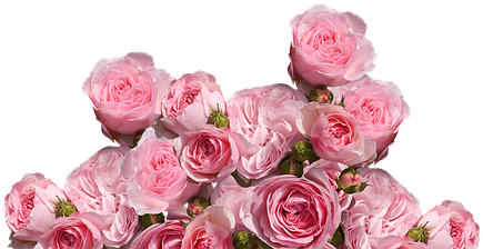 Roses, Love, Wedding, Romantic - Cafepress ! Samsung Galaxy S8 Plus Case (443x340), Png Download