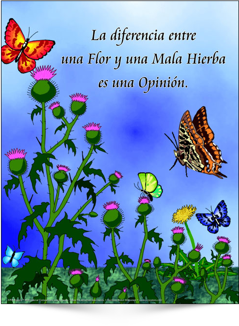 The Difference Between A Flower - Seasons Of The Soul [book] (650x670), Png Download