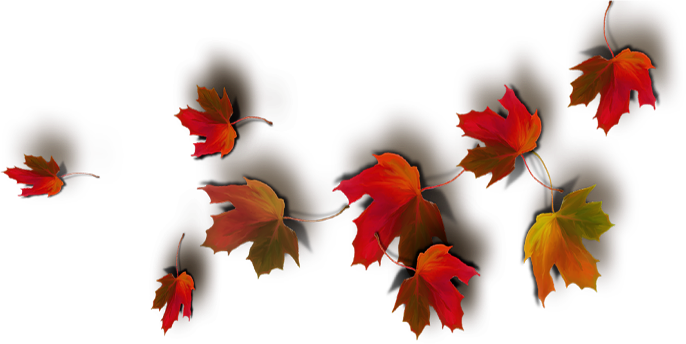 Today Feels Like A Real Autumn Day - Transparent Png Autumn Leaves (1600x888), Png Download