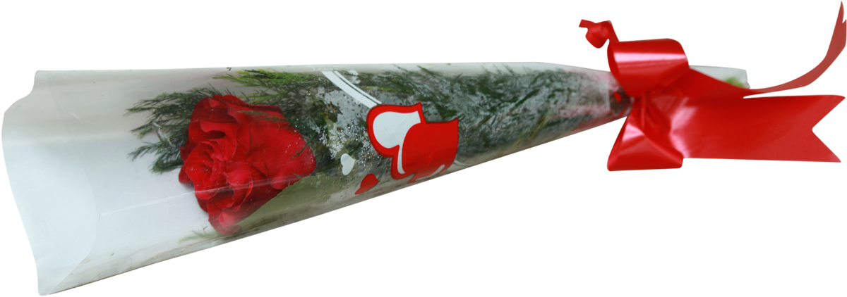 Single Rose With Cellophane Cone - Single Rose In Cellophane (1200x575), Png Download
