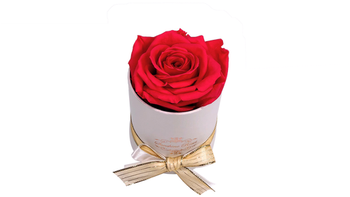 This Beautiful Preserved Rose Will Last More Than A - Garden Roses (498x664), Png Download