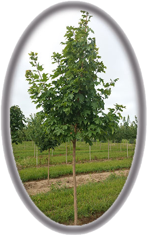 Acer Saccharinum 'green Mountain' - Birch (341x498), Png Download