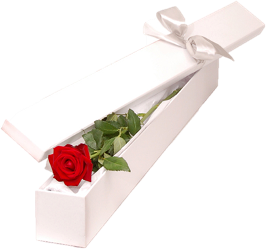 Download Single Rose Box Rose PNG Image with No Background