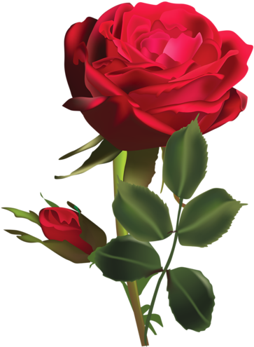 Christine Staniforth ♛༻ Rose Flower Png, Rose Paintings, - Dark Red Rose Flower (379x500), Png Download