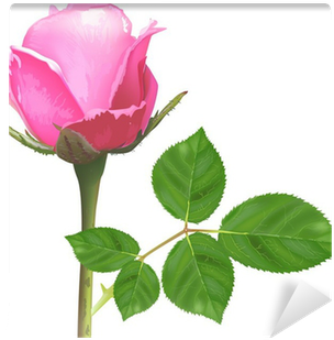 Single Isolated Light Pink Rose Flower Wall Mural • - Pembe Gül Canlı (400x400), Png Download