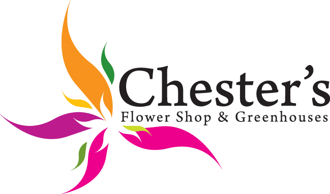 Chester's Flower Shop And Greenhouses - Chester's Flower Shop (649x382), Png Download