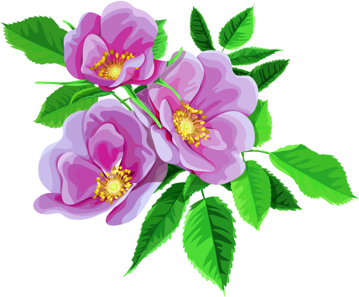 Bouquet Clipart Transparent (800x635), Png Download