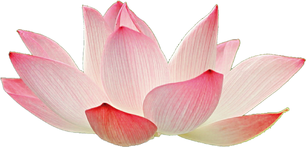 Light Pink Lotus By Jeanicebartzen27 On Deviantart - Pink Lotus Flowers Png Transparent (1024x513), Png Download