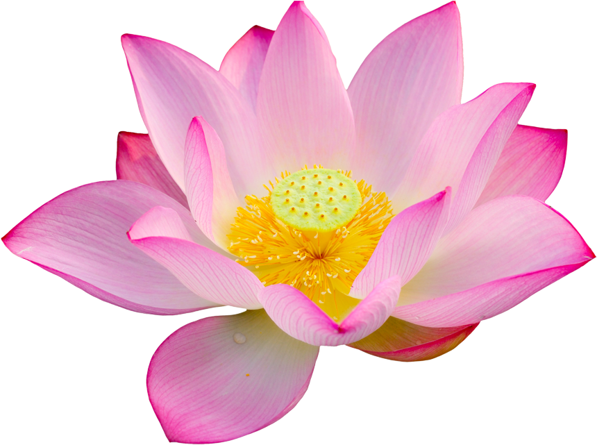 Download Lotus Png Big Size - Lotus Png PNG Image with No Background -  
