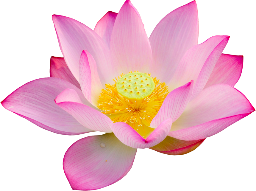 Lotus Png Big Size - Lotus Png (1000x665), Png Download