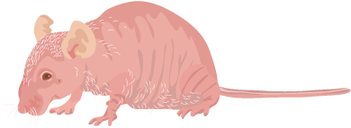 201412 Nude Mouse - Rat (400x400), Png Download