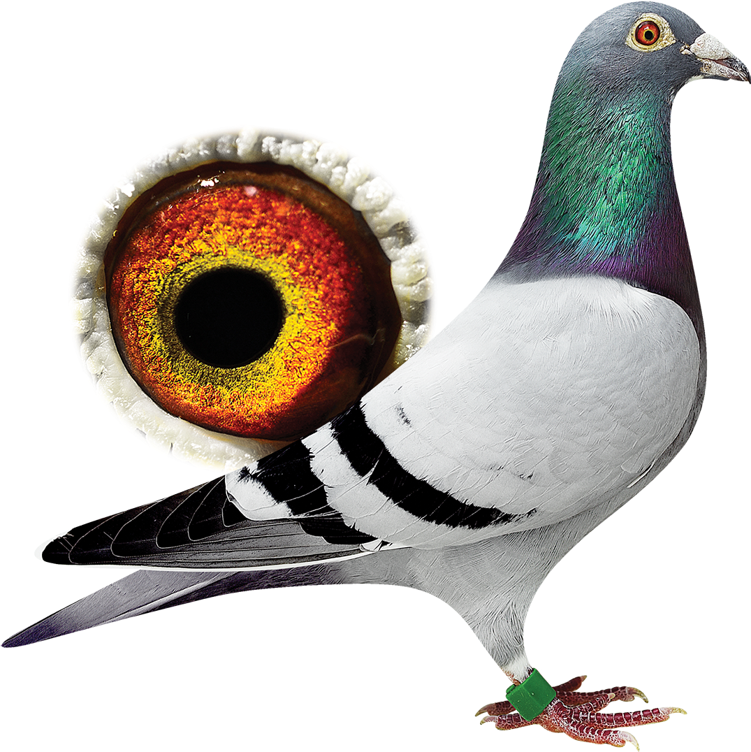 New - Auction (1200x1100), Png Download