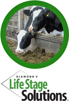 Dairy Nutrition And Health - Veterinary Medicine (300x450), Png Download