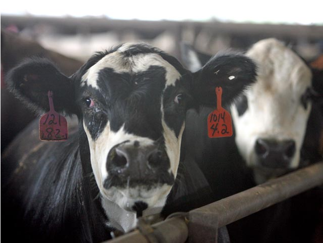 Human Form Of 'mad Cow' Disease Detectable In Skin - Dairy Cow (853x480), Png Download