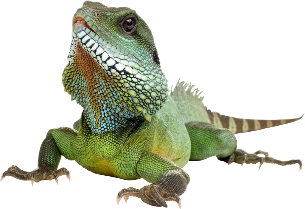 Download Png Image Report - 100 Facts: Reptiles & Amphibians (1024x702), Png Download