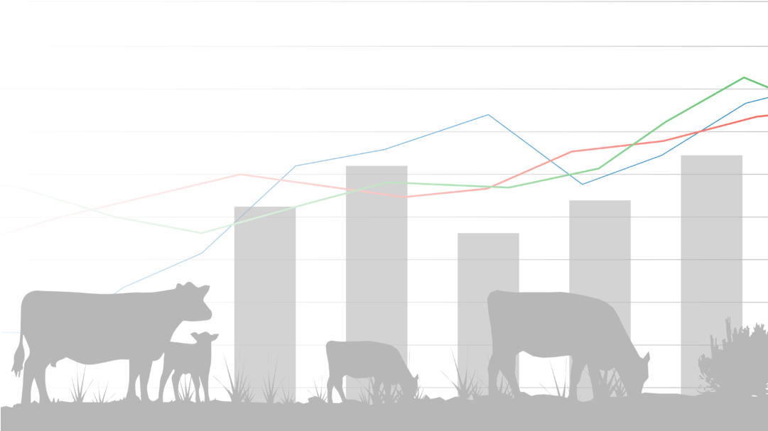 Calf (1080x675), Png Download