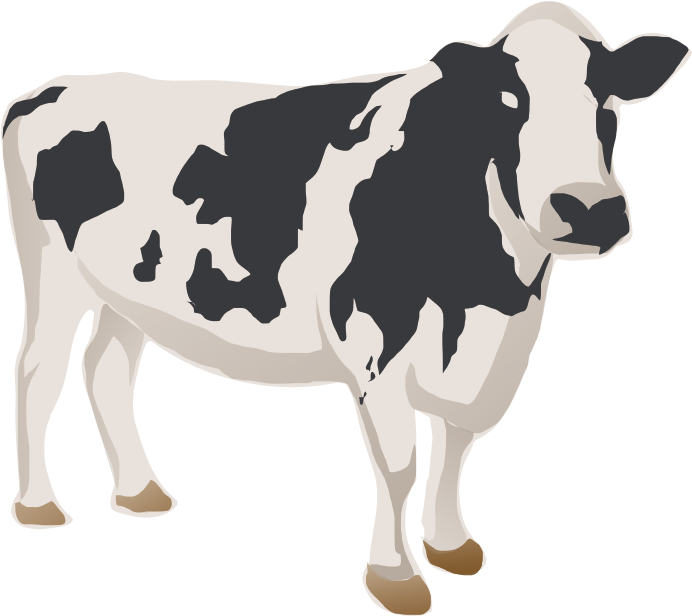 Cow - Cattle (1085x651), Png Download