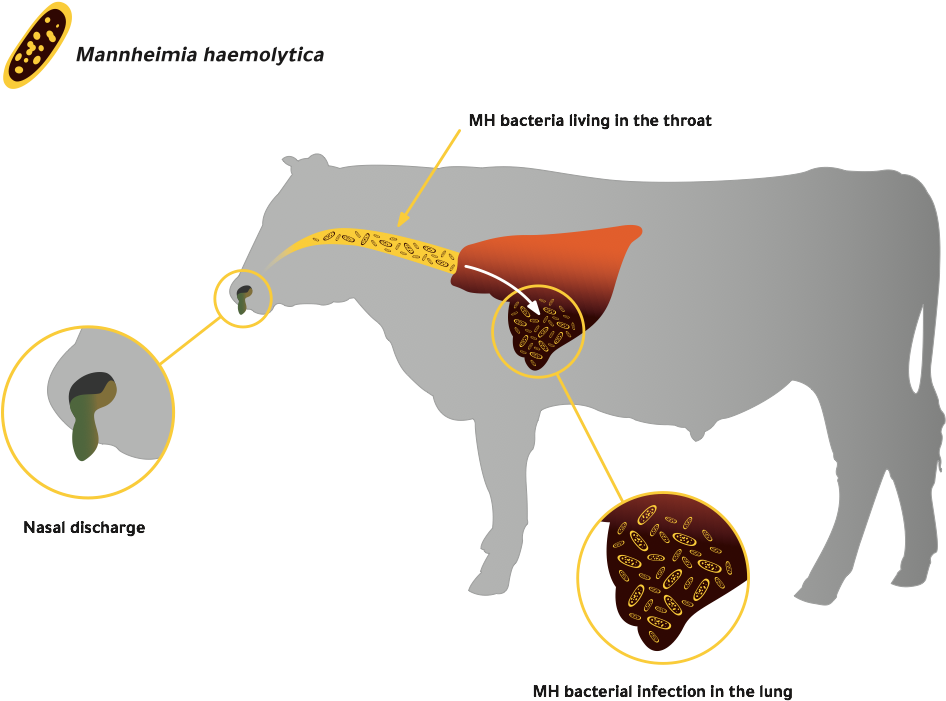 This Diagram Shows The Process Of Mh Bacteria Living - Cattle (1086x802), Png Download