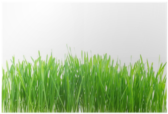 Download Green Grass Border Isolated On White Background Poster - Sweet  Grass PNG Image with No Background 