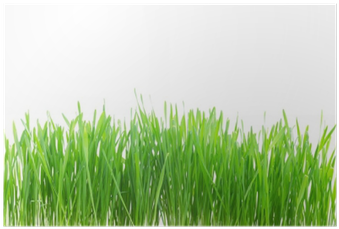 Green Grass Border Isolated On White Background Poster - Sweet Grass (400x400), Png Download