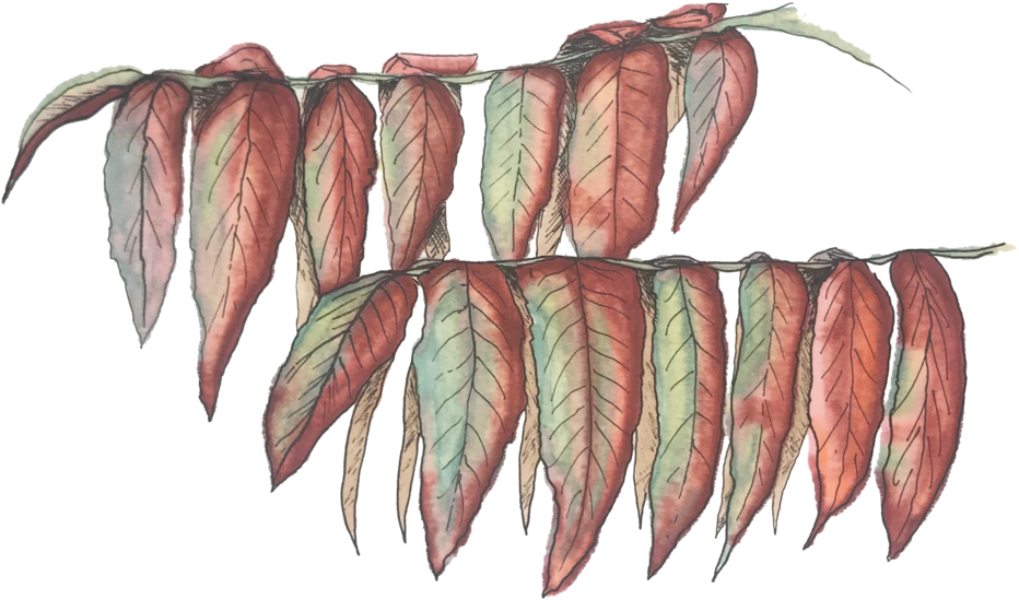 Red Leaves 1 Square (1000x1000), Png Download