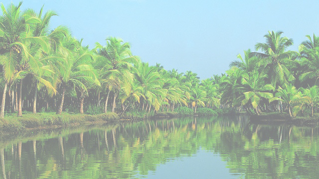 Liveplus Coconut Trees - Best Place To Die (640x360), Png Download