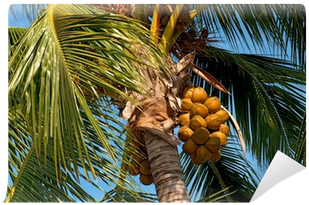 Coconut (400x400), Png Download