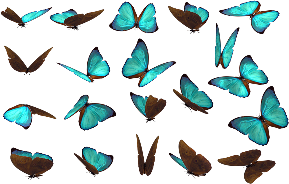 Butterfly 14 By Wolverine041269 - Butterfly Png Pack (1024x674), Png Download
