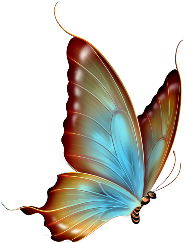 Transparent Background Butterfly Png (626x800), Png Download