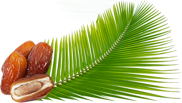 Sobopa Is A Tunisian Company Specializing In The Production, - Palm Png Dates (600x340), Png Download
