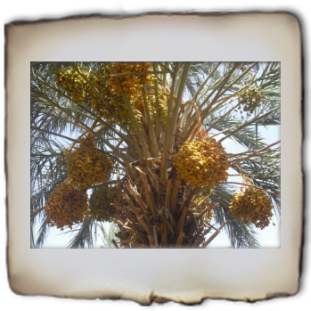 Deglet Noor Export (349x349), Png Download