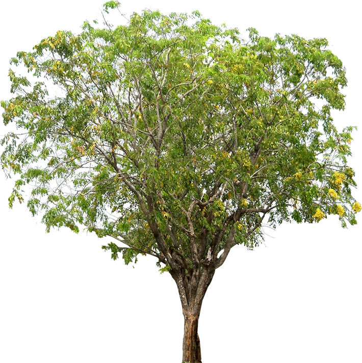 Pterocarpus Indicus - Narra Tree (713x722), Png Download