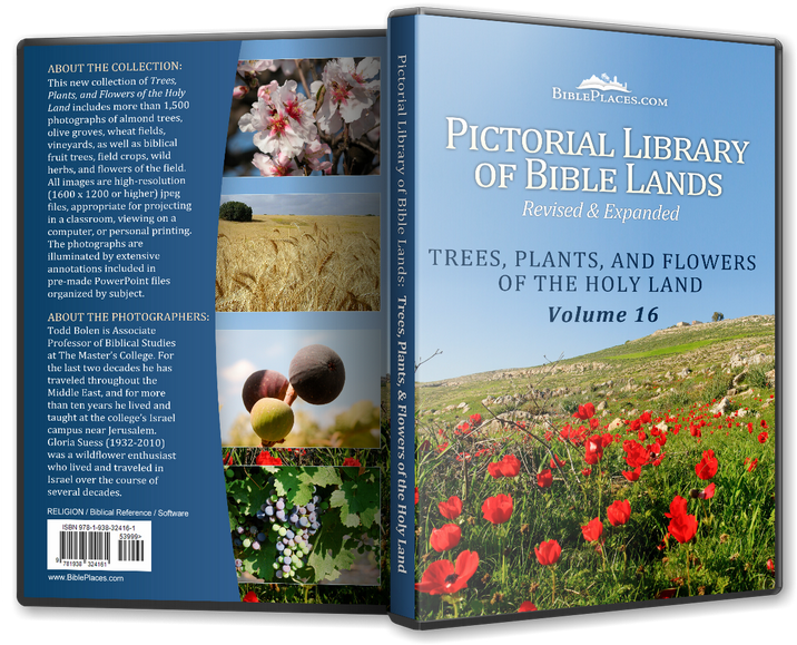 Trees, Plants, And Flowers Of The Holy Land - Tree (799x600), Png Download