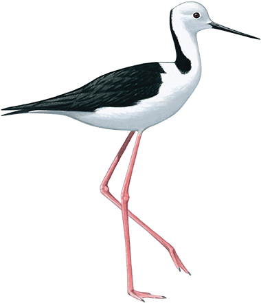 Black Winged Stilt 36cm - Black Winged Stilt Png (400x455), Png Download