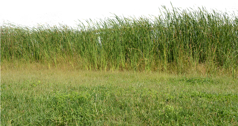 Grass, Grass No Background, Nature, Green, Plant - Pixabay (960x640), Png Download