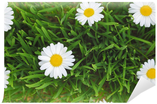 Green Grass And White Flowers Background Wall Mural - Flower (400x400), Png Download