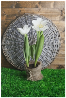 Beautiful Tulips In Pot On Green Grass, On Wooden Background - Lily Of The Valley (400x400), Png Download