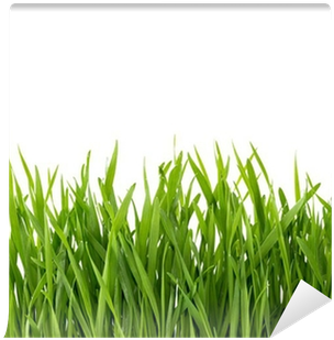 Green Grass Isolated On White Background - Lawn (400x400), Png Download