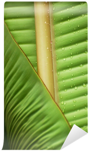 Banana Leaf Wall Mural O Pixersr We Live To Change - Wall (400x400), Png Download